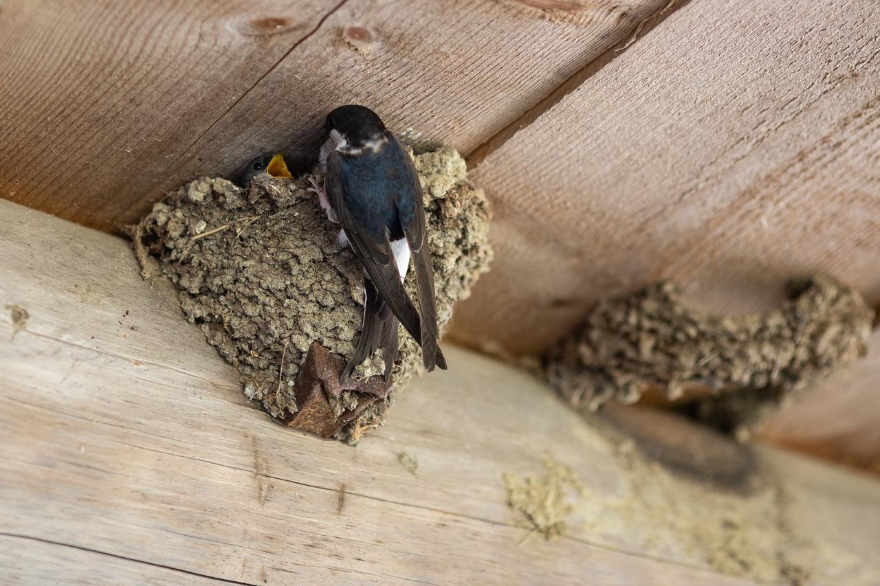 Farmstay&Glamping Visocnik Ljubno ภายนอก รูปภาพ